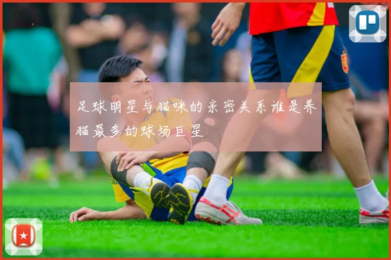 足球明星与猫咪的亲密关系谁是养猫最多的球场巨星